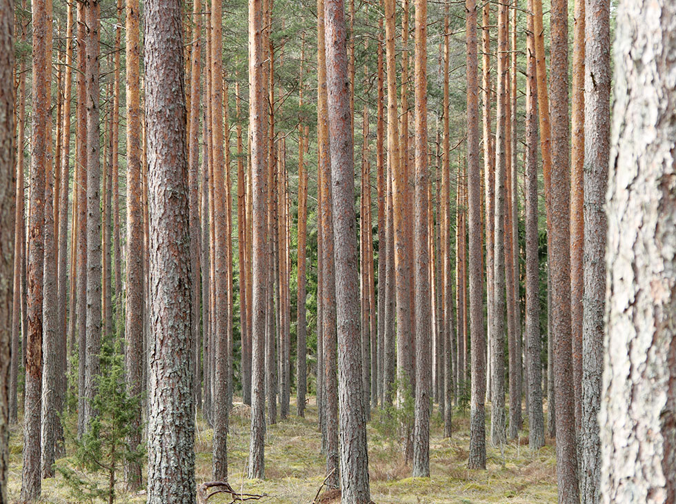 forêt de pin en Gascogne