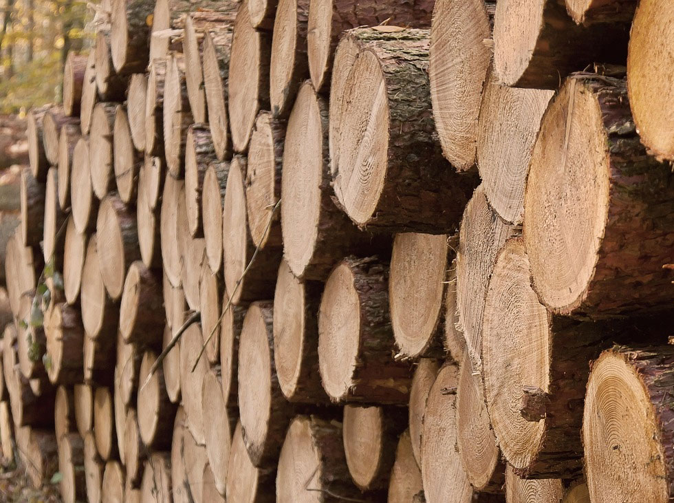 Pile de troncs d’arbres coupés pour scierie et industrie du bois